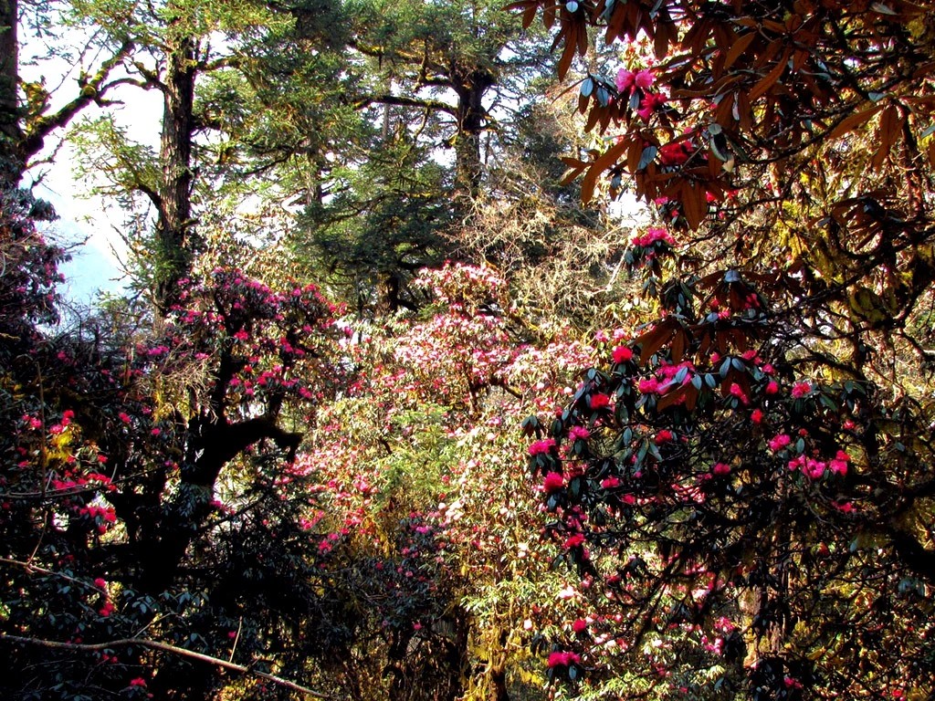 Rhododendron