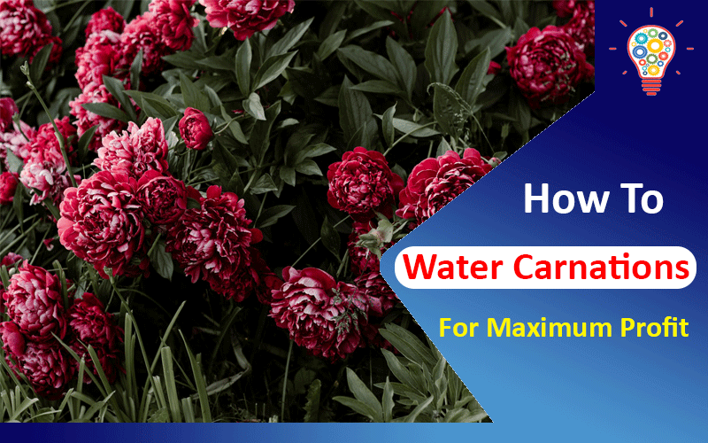 How To Water Carnations For Maximum Profit