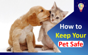 Coronavirus And Pet: How To Keep Your Pet Safe – Updated Ideas