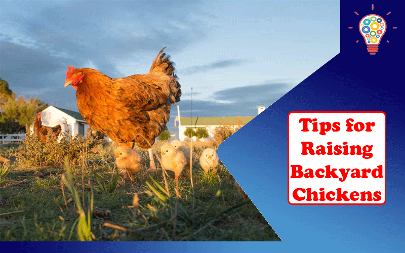 Tips for Raising Backyard Chickens