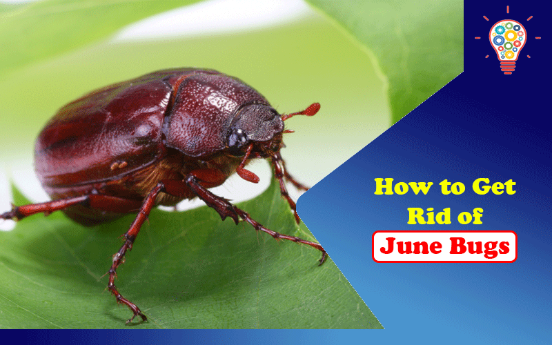 How To Get Rid Of June Bugs Updated Ideas