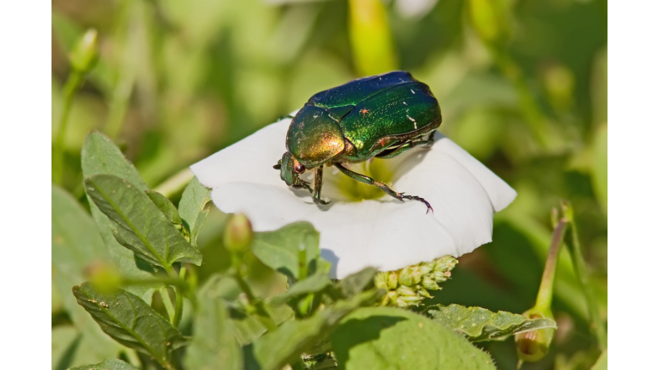 Get Rid of June Bugs