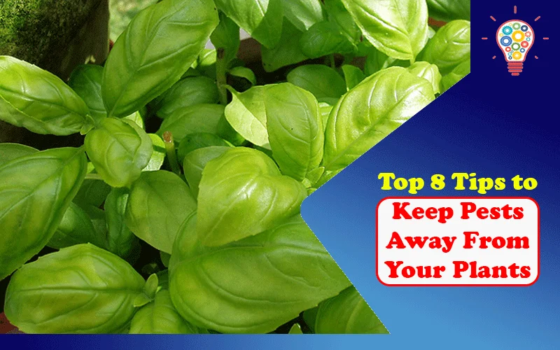 Top 8 Tips to Keep Pests Away From Your Plants