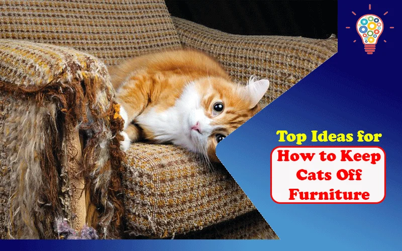 How to Keep Cats Off Furniture