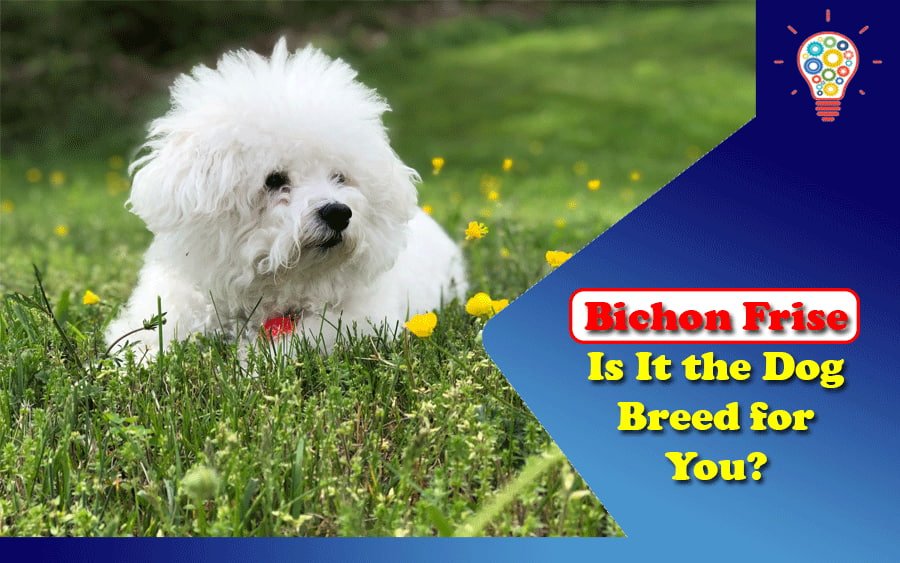 Bichon Frise- Is It the Dog Breed for You?