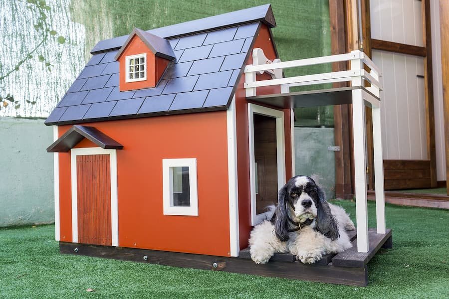 Misconceptions About Dogs to Put in the Dog House