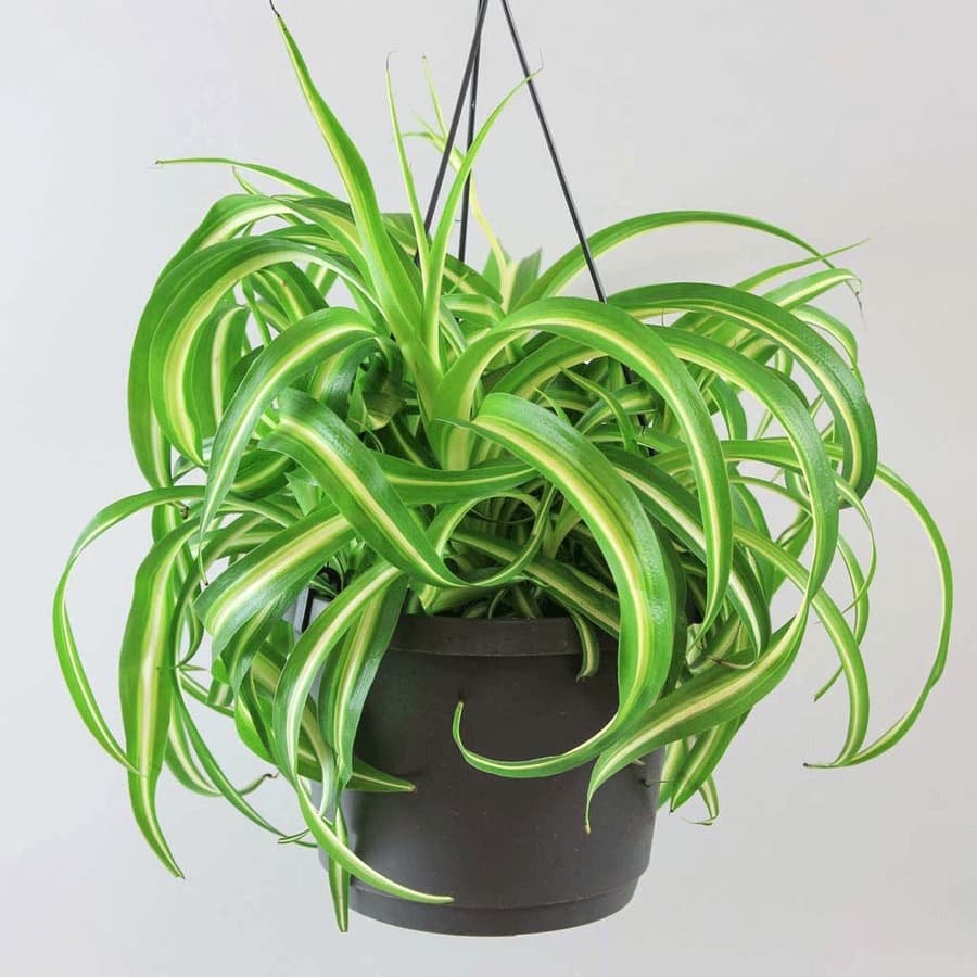Curly Spider Plant with Coconut pot