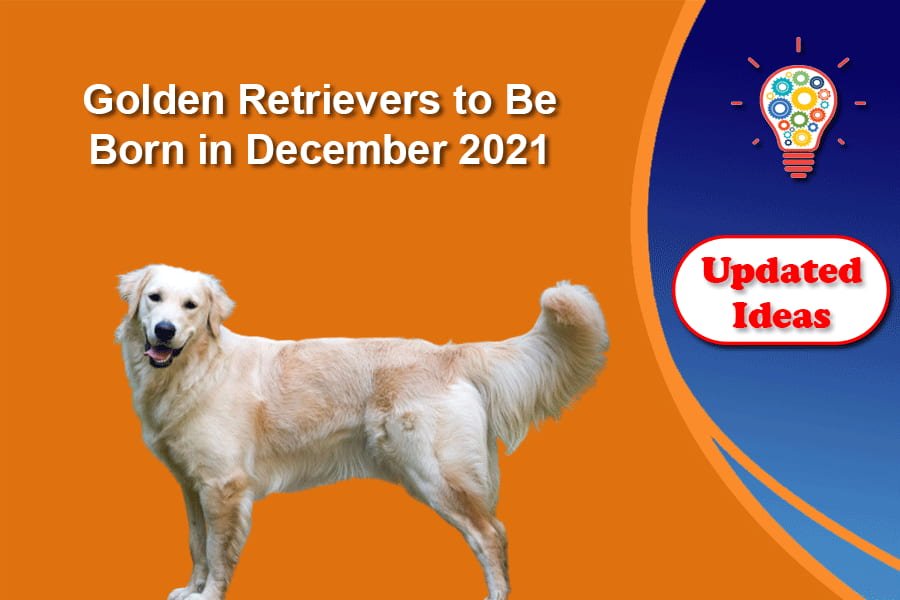 Golden Retrievers to Be Born in December 2021