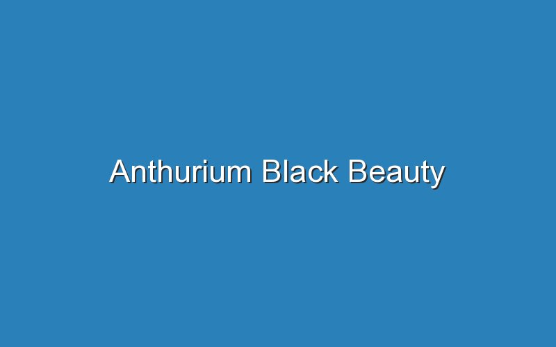 anthurium black beauty 16783