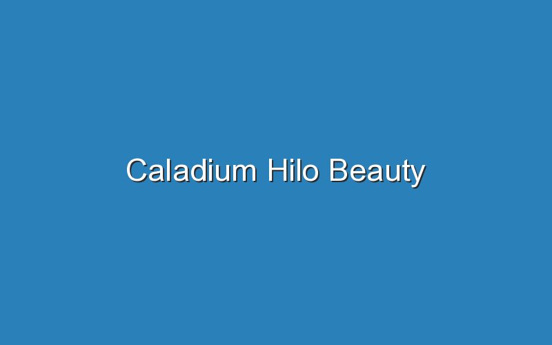 caladium hilo beauty 16681