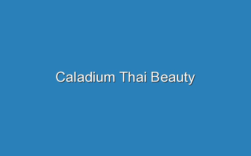 caladium thai beauty 16818