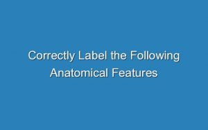 Correctly Label The Following Anatomical Features Of The Spinal Cord ...