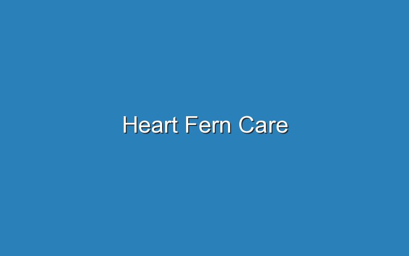 heart fern care 18678