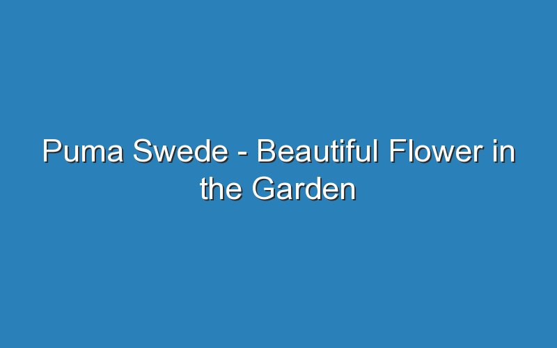 puma swede beautiful flower in the garden 16545