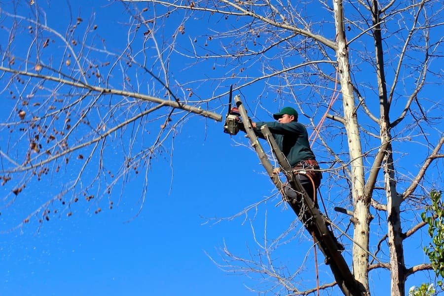 Tree Lopping