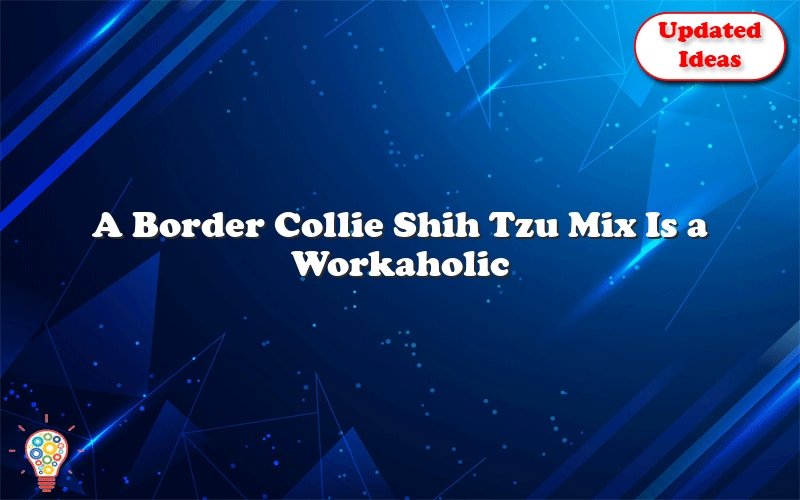 a border collie shih tzu mix is a workaholic 41518
