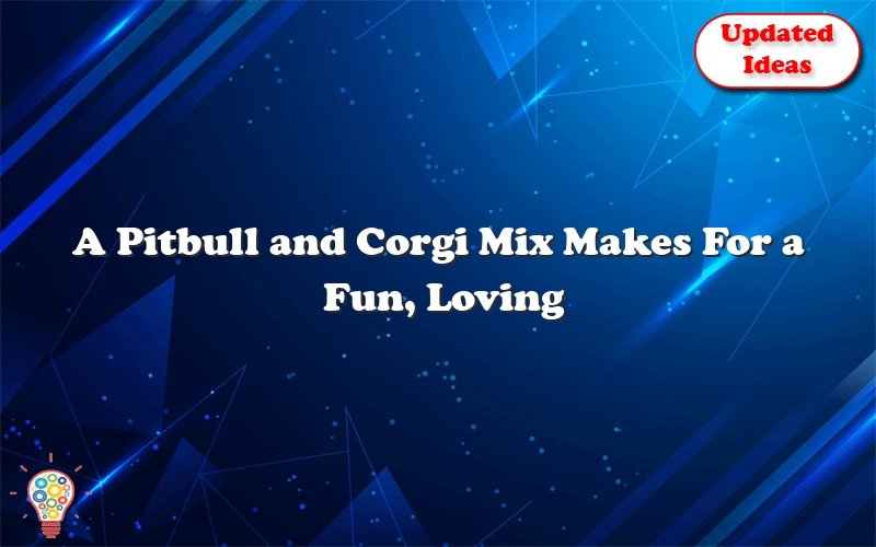 a pitbull and corgi mix makes for a fun loving family pet 40918