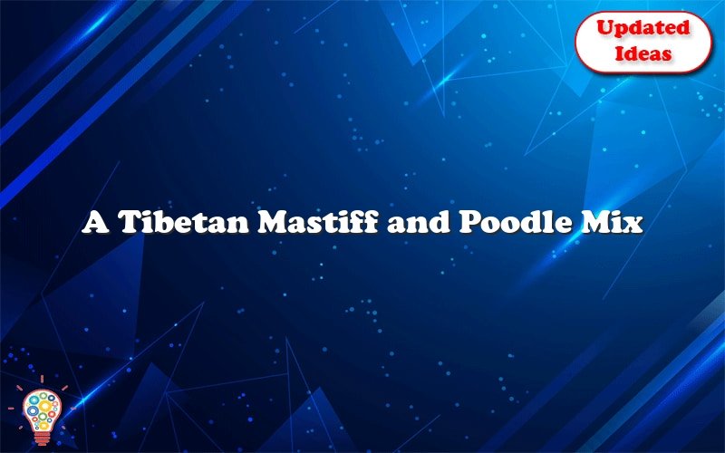 a tibetan mastiff and poodle