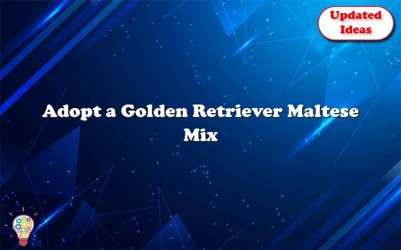 adopt a golden retriever maltese