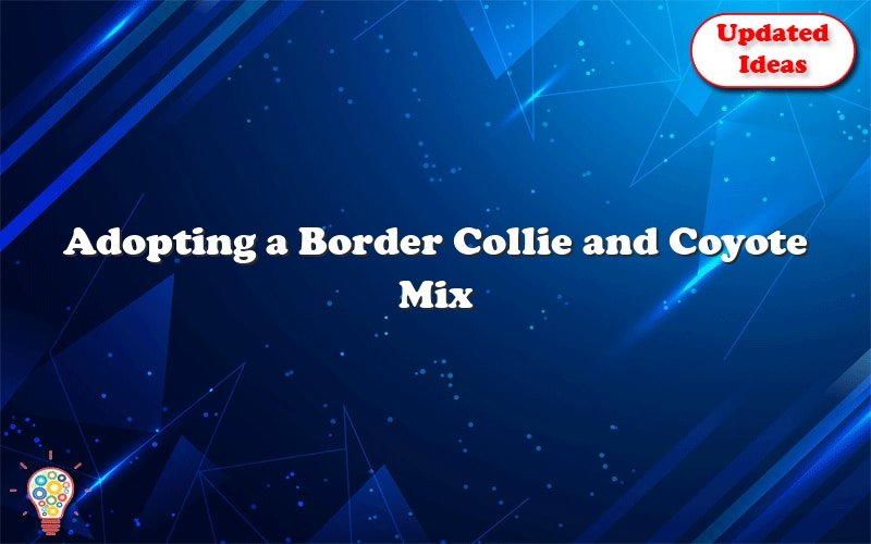 adopting a border collie and coyote