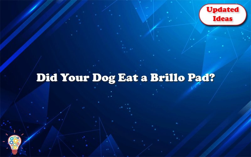 did your dog eat a brillo pad 39961