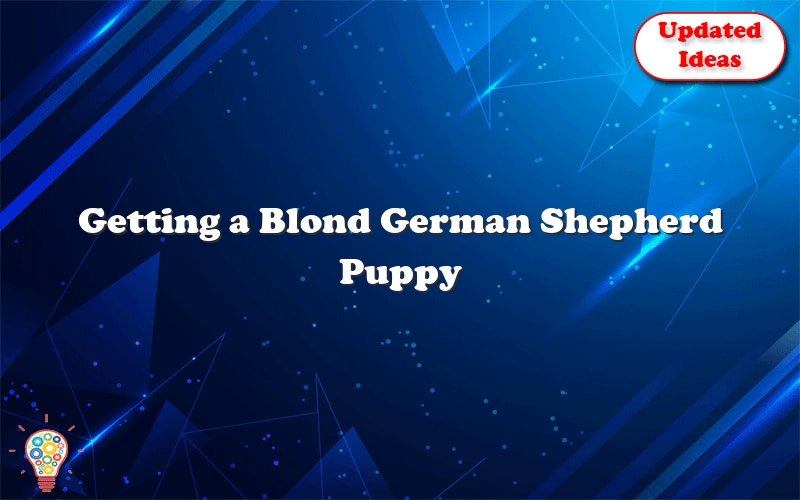 getting a blond german shepherd puppy 40803