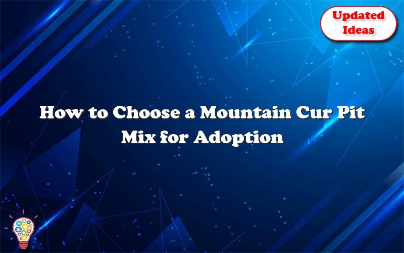 how to choose a mountain cur pit mix for adoption 40372