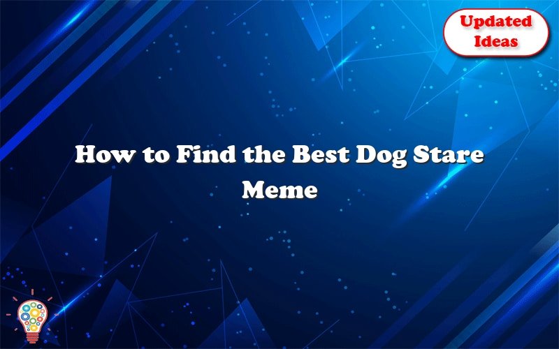how to find the best dog stare meme 40693