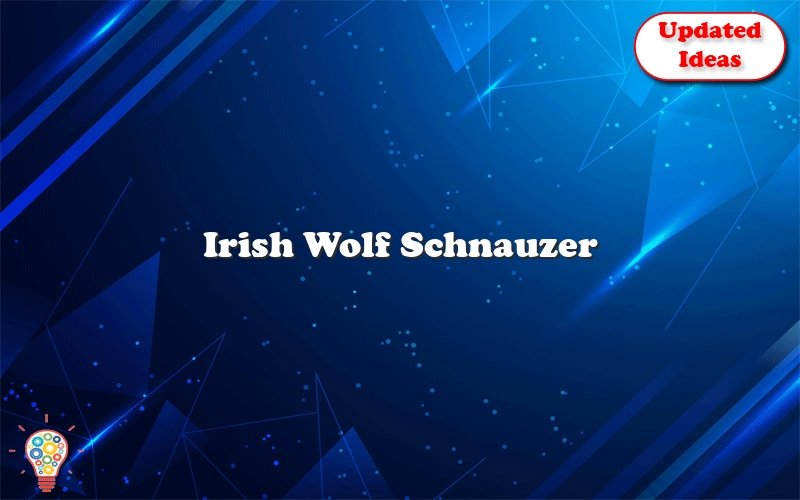 irish wolf schnauzer 41655