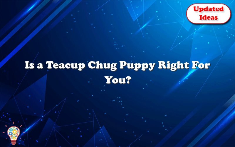 is a teacup chug puppy right for you 41445