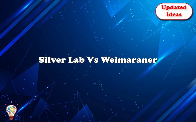 silver lab vs weimaraner 39993
