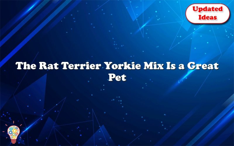 the rat terrier yorkie mix is a great pet 40667