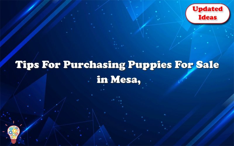 tips for purchasing puppies for sale in mesa arizona 41418
