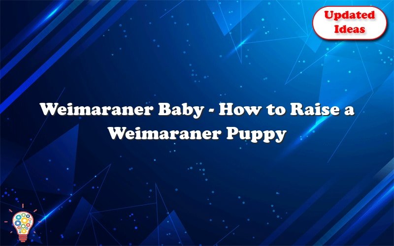 weimaraner baby how to raise a weimaraner puppy 39758