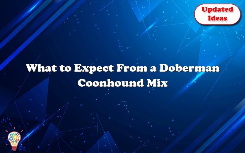 what to expect from a doberman coonhound