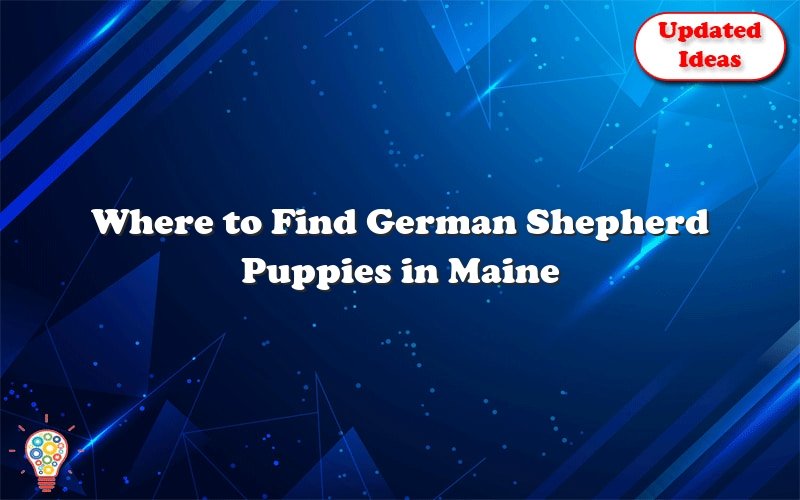 where to find german shepherd puppies in maine 41743
