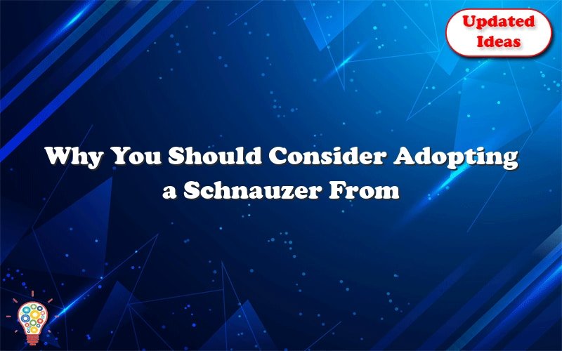 why you should consider adopting a schnauzer from a local shelter 39786
