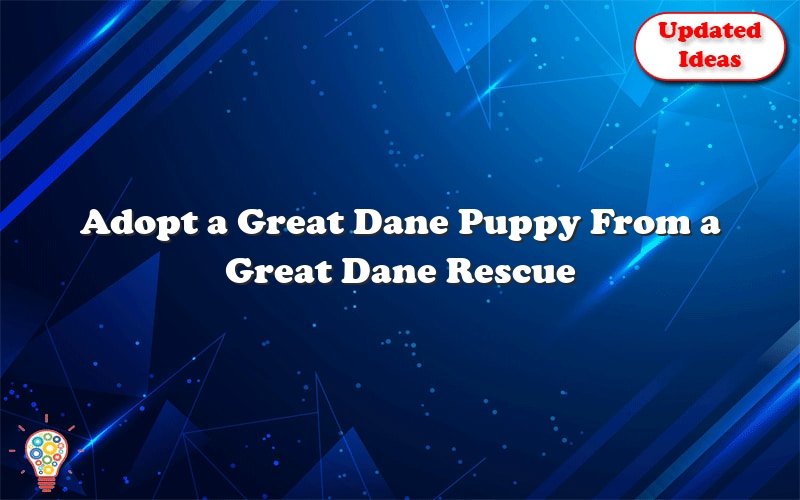 adopt a great dane puppy from a great dane rescue arizona 43521