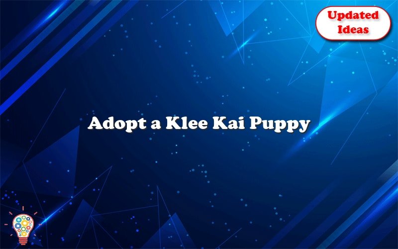adopt a klee kai puppy 43303