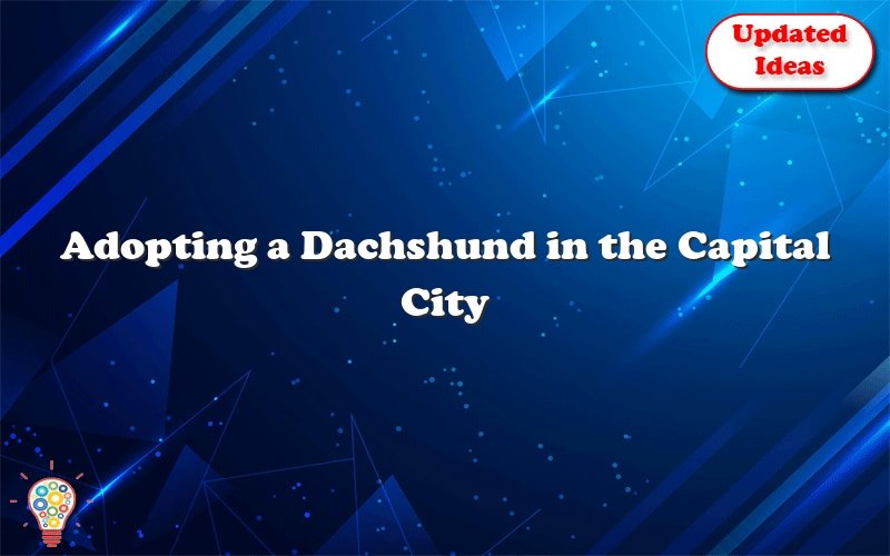 adopting a dachshund in the capital city 43999