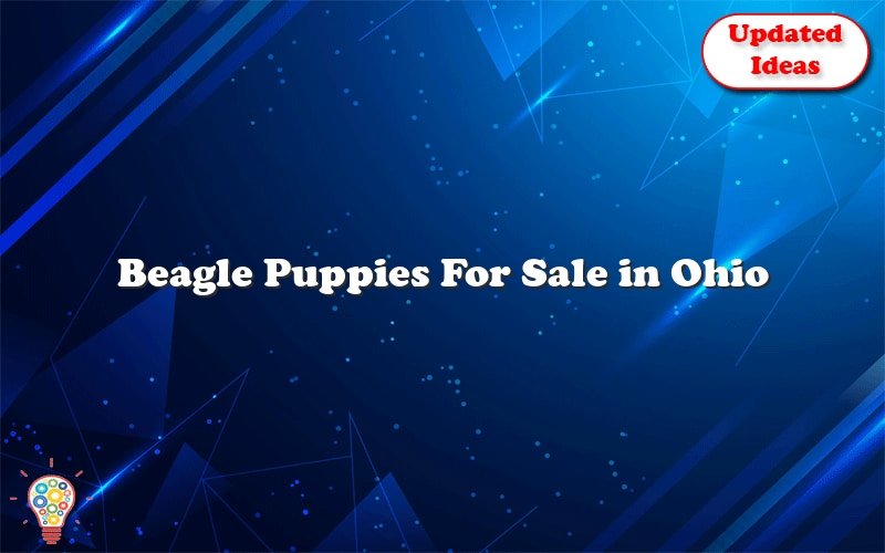 beagle puppies for sale in ohio 2 44389