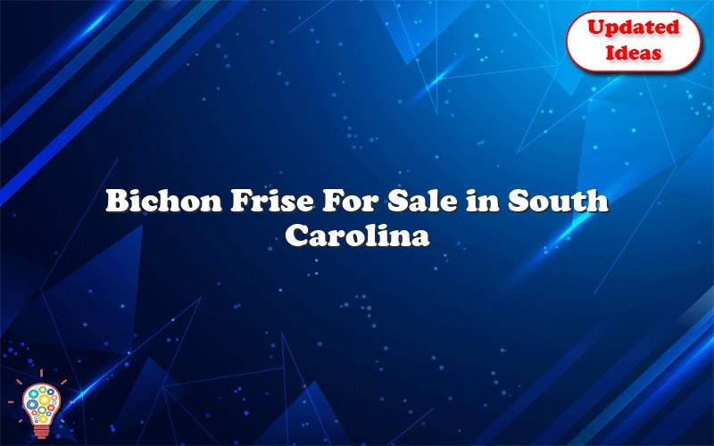 bichon frise for sale in south carolina 41992