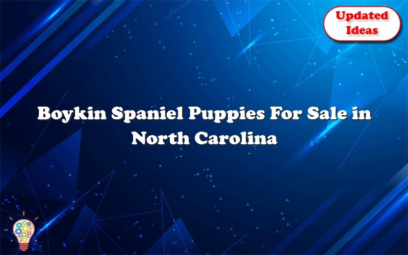 boykin spaniel puppies for sale in north carolina 44443