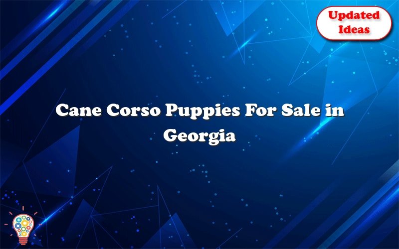 cane corso puppies for sale in georgia 43805