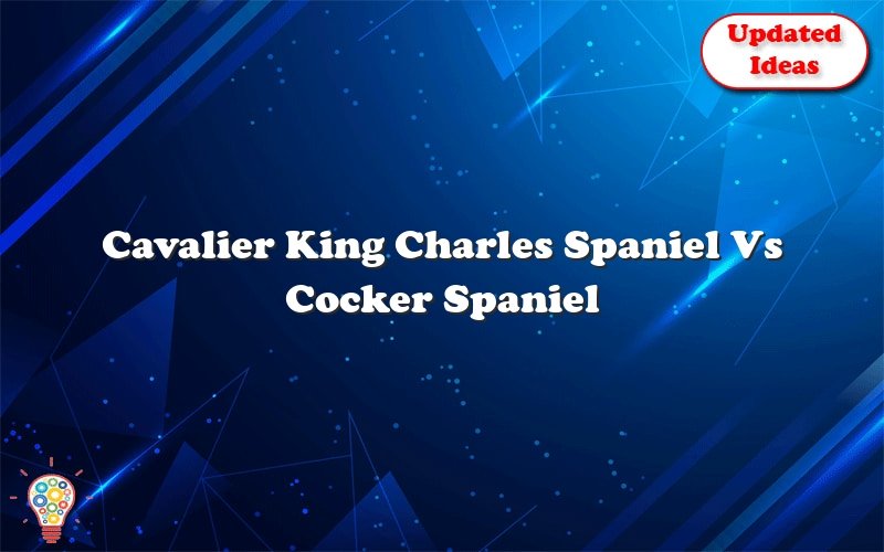 cavalier king charles spaniel vs cocker spaniel 43573