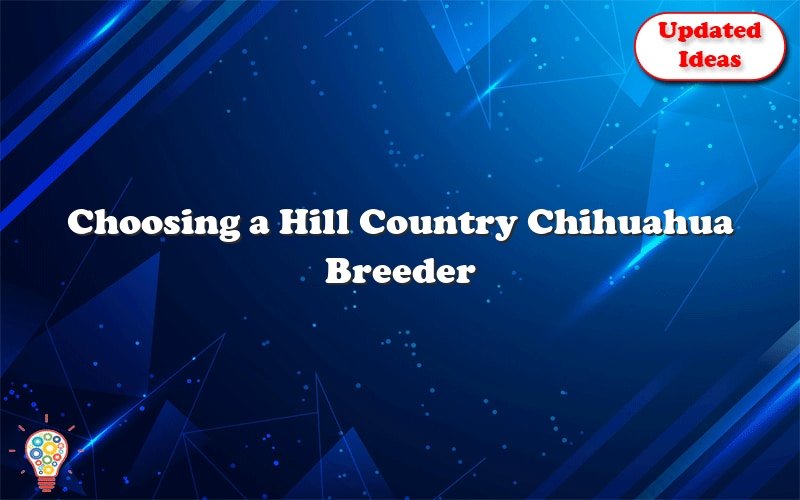 choosing a hill country chihuahua breeder 42480