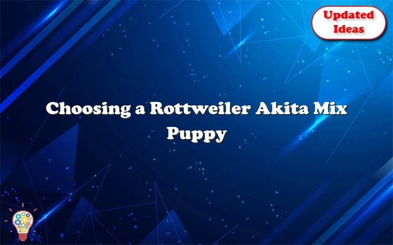choosing a rottweiler akita mix puppy 43525