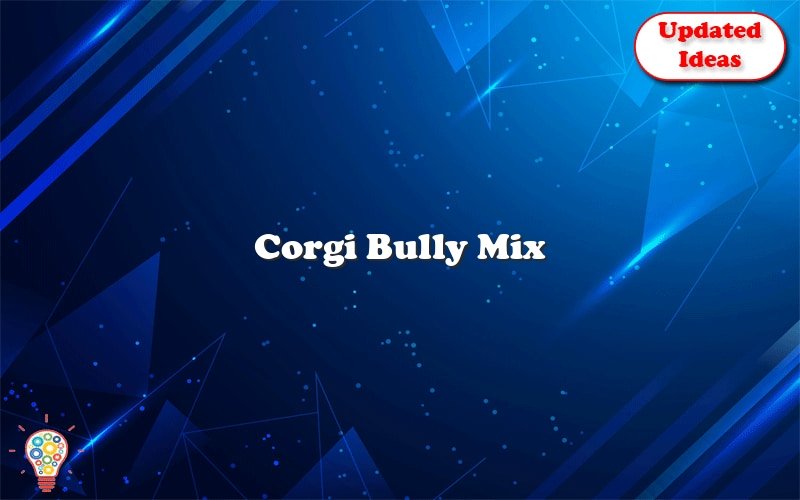 corgi bully