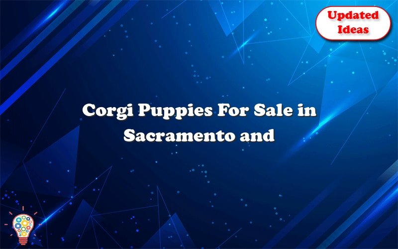 corgi puppies for sale in sacramento and sacramento areas 43065