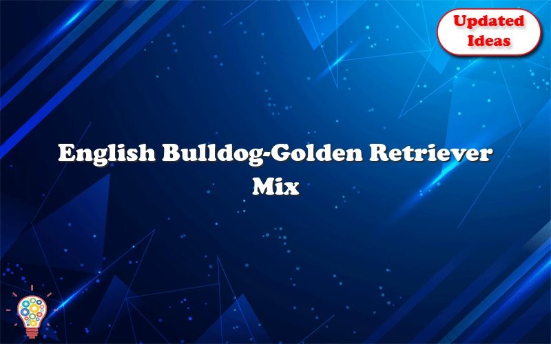 english bulldog golden retriever